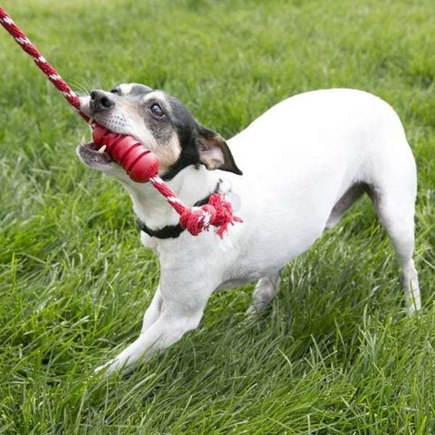 Kong Dental Diş Temizliği için İp Sallantılı Köpek Çiğneme Oyuncağı Medium Kırmızı