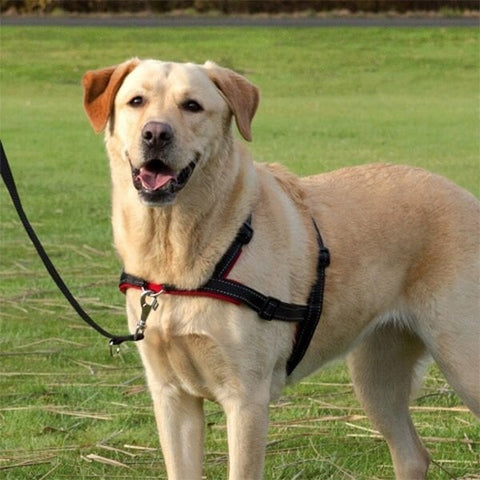 Trixie Yürüyüş Köpek Eğitim Göğüs Tasması Large
