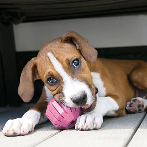 Kong Puppy Activity Çok Amaçlı Yavru Köpek Oyuncağı Small