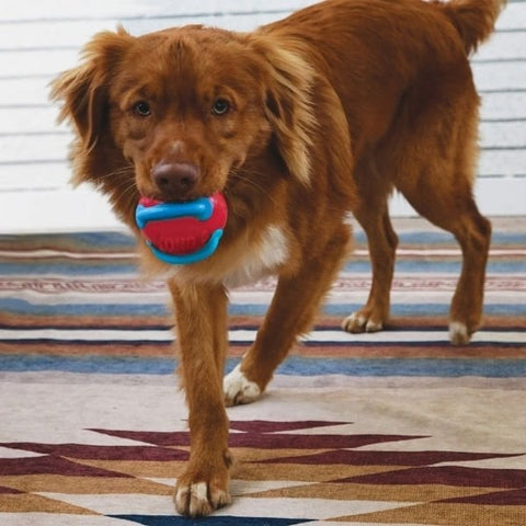 Kong Jaxx Brights Sandviç Şeklinde Köpek Oyuncağı Large