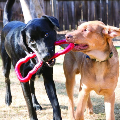 Kong Köpek Tut-Çek Oyuncak 33 Cm