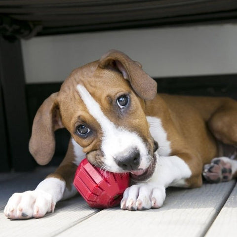 Kong Stuff A Ball Çok Amaçlı Kauçuk Köpek Oyuncağı Small