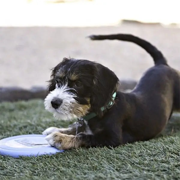 Kong Puppy Yavru Köpek için Frizbi Pembe/mavi