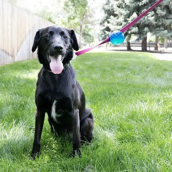 Kong Tagalong Gezdirme Kayışına Asılabilir Köpek Oyun Topu Medium