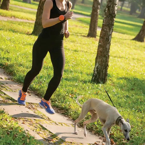 Lishinu Bungee Akıllı Köpek Gezdirme Tasması Yeşil Large