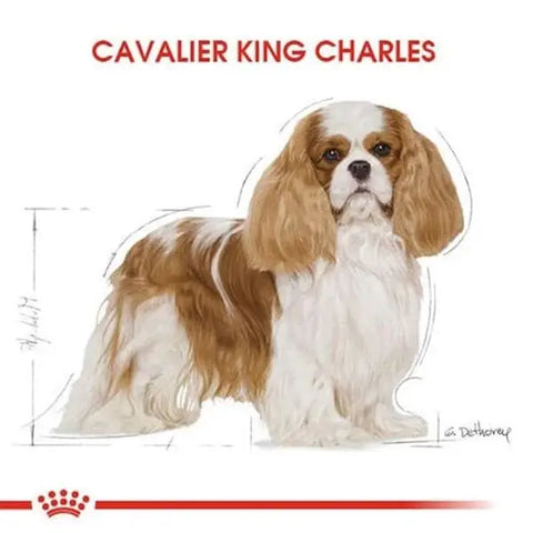 Royal Canin Cavalier King Charles Yetişkin Köpek Maması 1.5 Kg